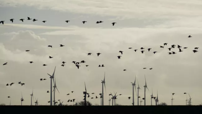 Větrné elektrárny a ptáci