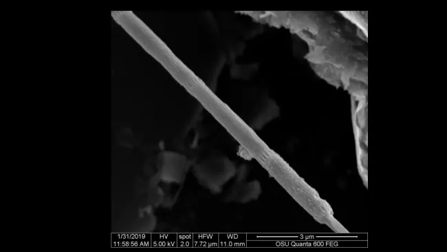 Vodivé struktury objevených bakterií