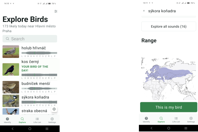 birds