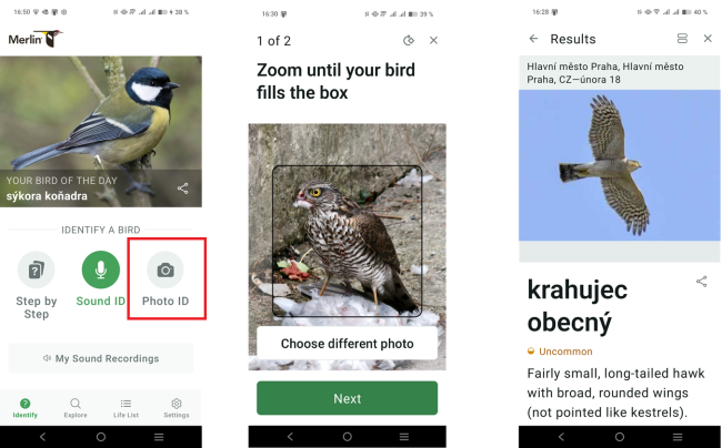 birsd
