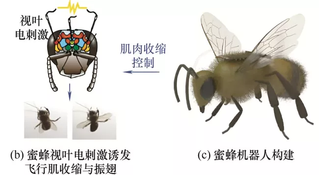 Čína kyborg včela