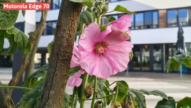 Motorola Edge 70