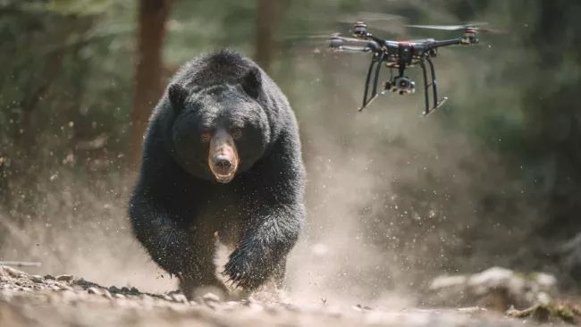 Medvěd a dron