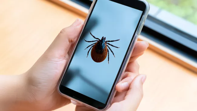 Mapa klíšťat na telefonu