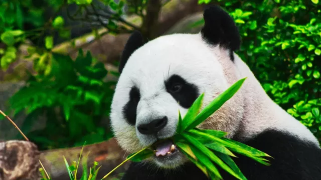 Panda se živí