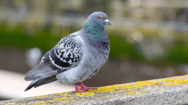 Carrier Pidge posílá zprávy virtuálním holubem, který občas „zahyne“